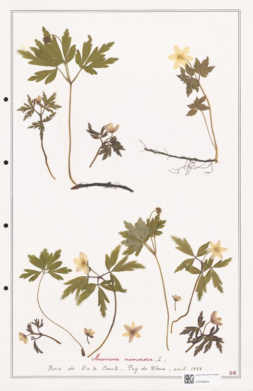 Anemone nemorosa  (Ranunculaceae)