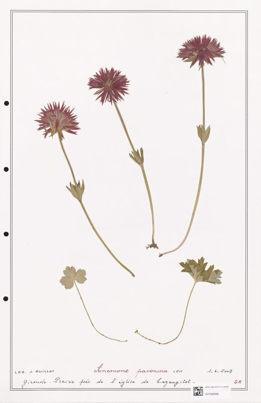 Anemone pavonina  (Ranunculaceae)