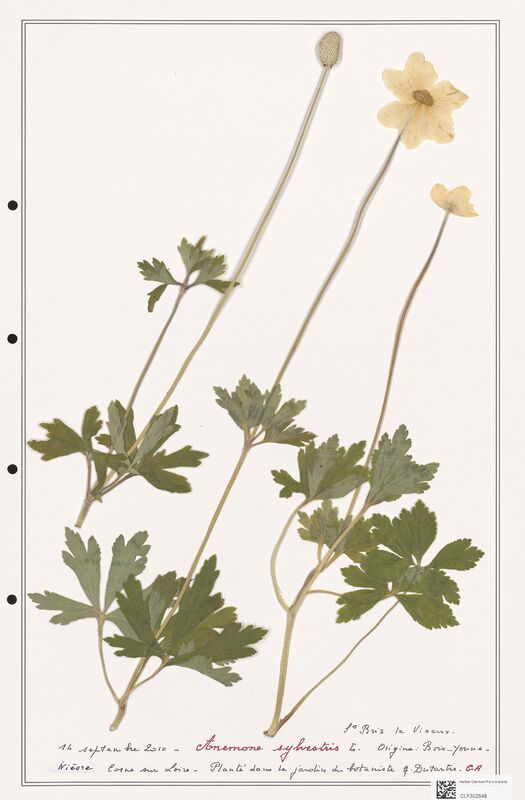 Anemone sylvestris  (Ranunculaceae)