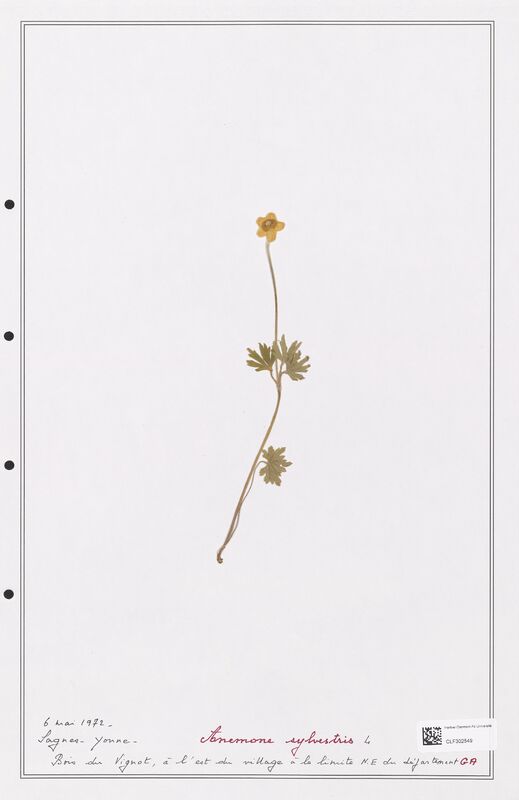 Anemone sylvestris  (Ranunculaceae)