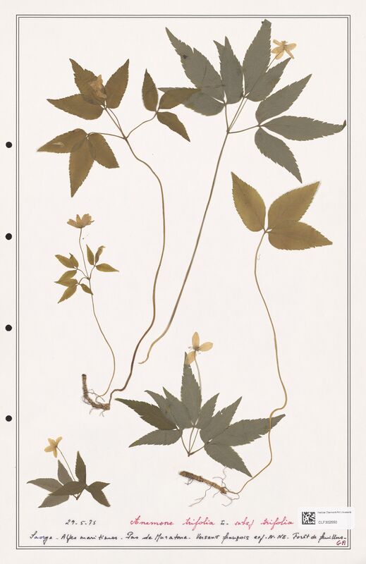 Anemone trifolia  (Ranunculaceae)