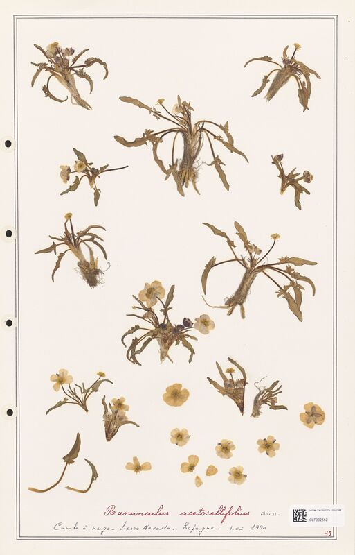 Ranunculus acetosellifolius  (Ranunculaceae)