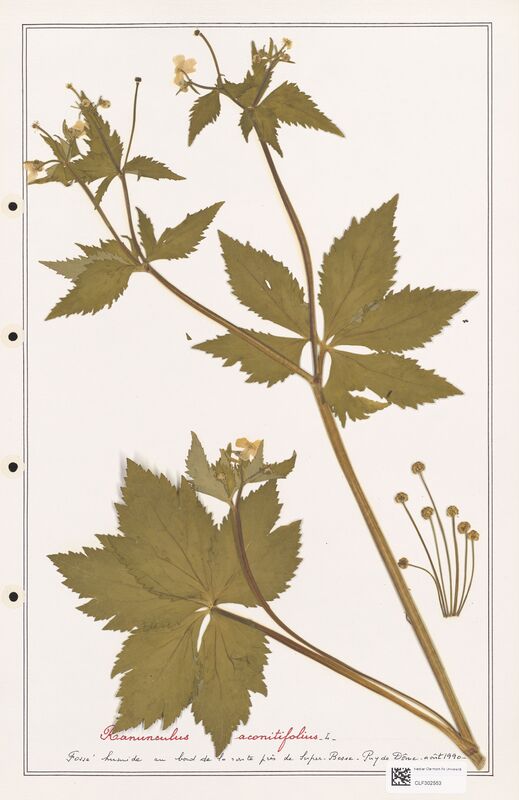 Ranunculus aconitifolius  (Ranunculaceae)