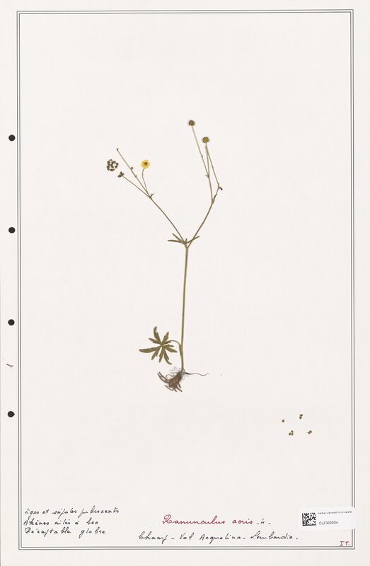 Ranunculus acris  (Ranunculaceae)