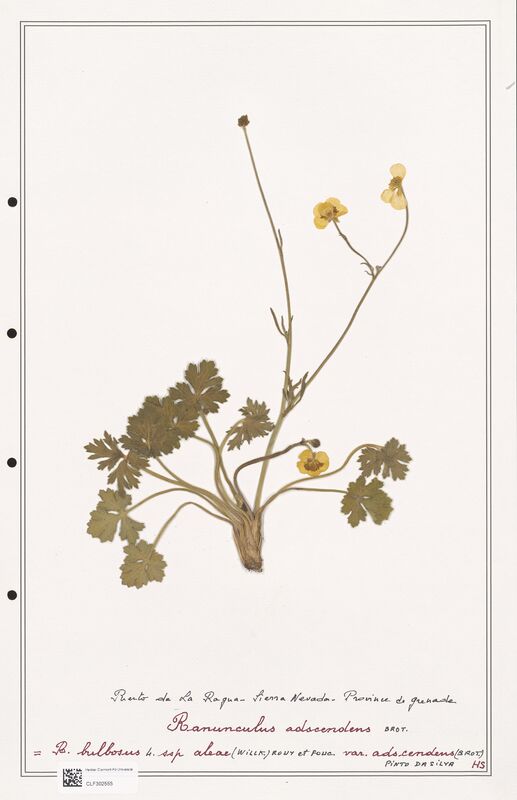 Ranunculus adscendens  (Ranunculaceae)
