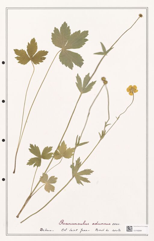 Ranunculus aduncus  (Ranunculaceae)