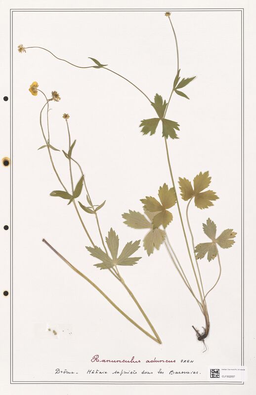 Ranunculus aduncus  (Ranunculaceae)