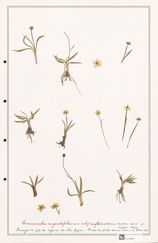 Ranunculus angustifolius  (Ranunculaceae)