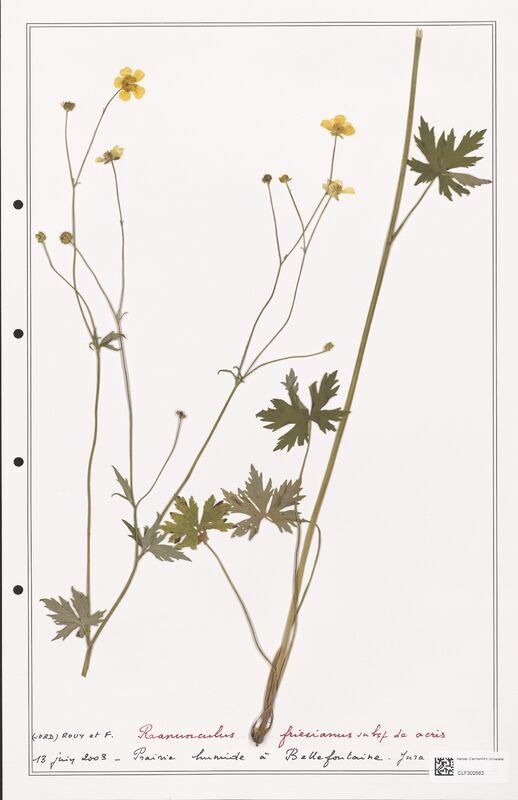 Ranunculus friesianus  (Ranunculaceae)