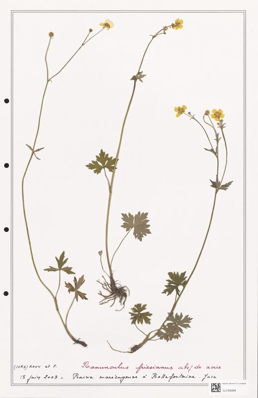 Ranunculus friesianus  (Ranunculaceae)