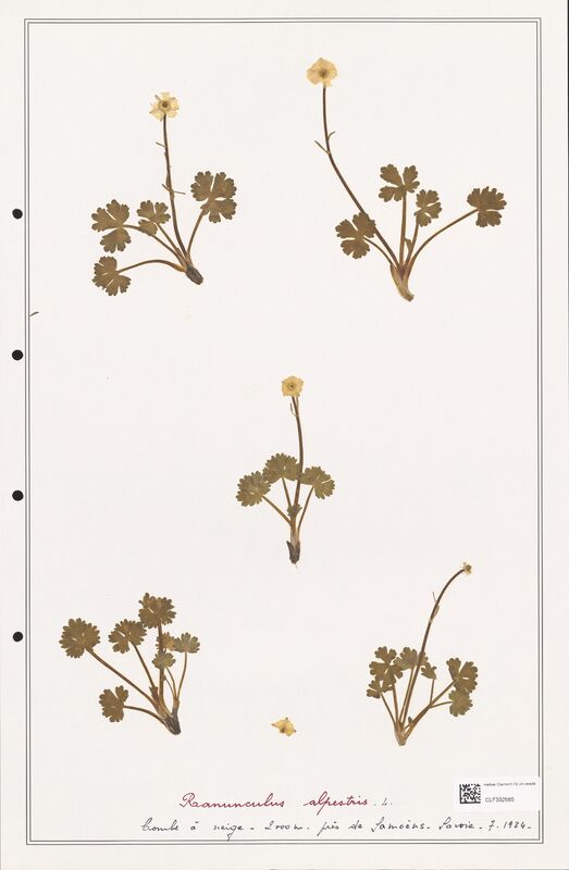 Ranunculus alpestris  (Ranunculaceae)