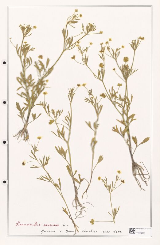 Ranunculus arvensis  (Ranunculaceae)