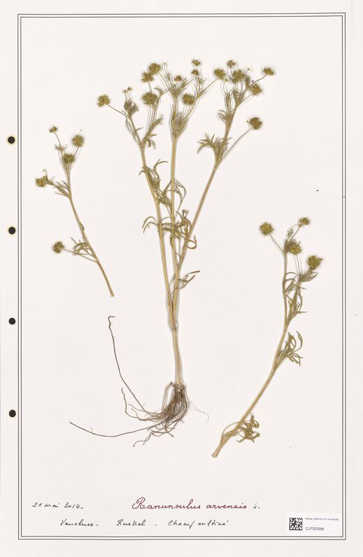 Ranunculus arvensis  (Ranunculaceae)