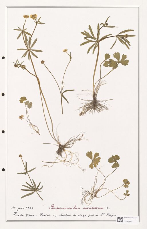 Ranunculus auricomus  (Ranunculaceae)