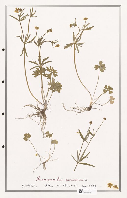 Ranunculus auricomus  (Ranunculaceae)