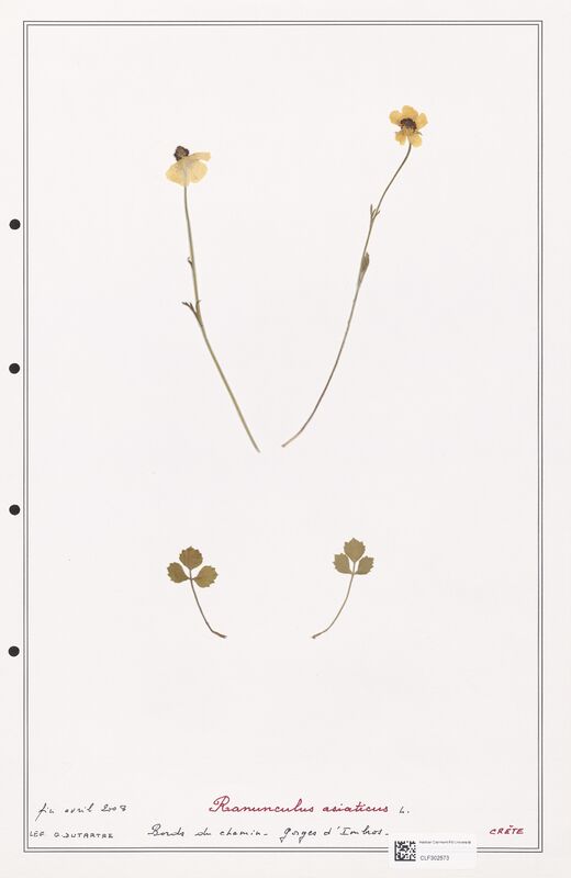 Ranunculus asiaticus  (Ranunculaceae)