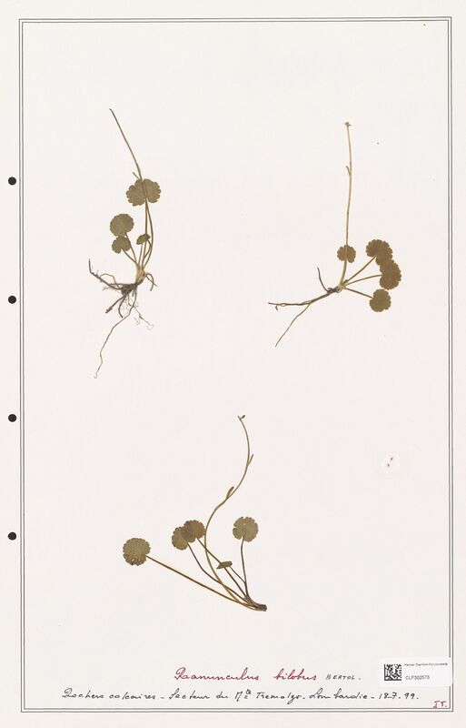Ranunculus bilobus  (Ranunculaceae)