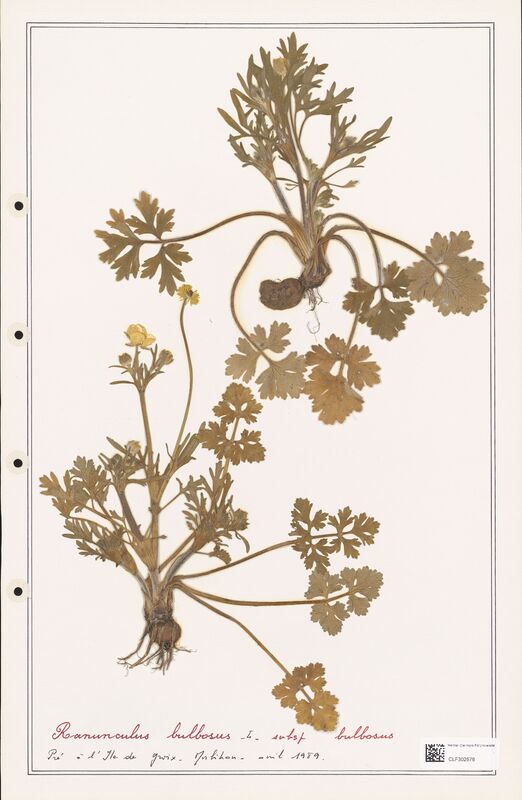 Ranunculus bulbosus  (Ranunculaceae)