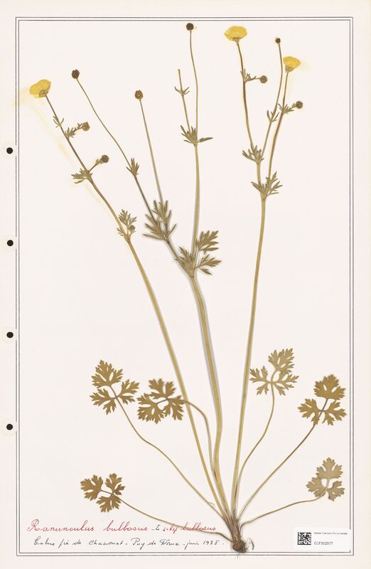 Ranunculus bulbosus  (Ranunculaceae)