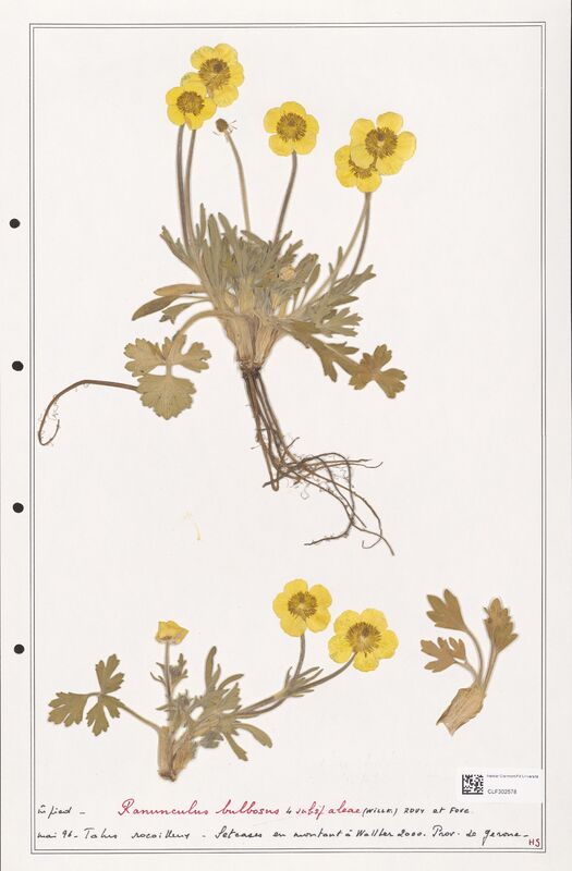 Ranunculus bulbosus  (Ranunculaceae)