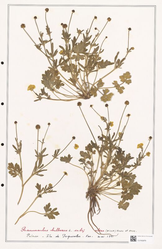 Ranunculus bulbosus  (Ranunculaceae)