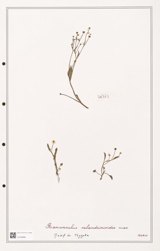 Ranunculus calandrinioides  (Ranunculaceae)