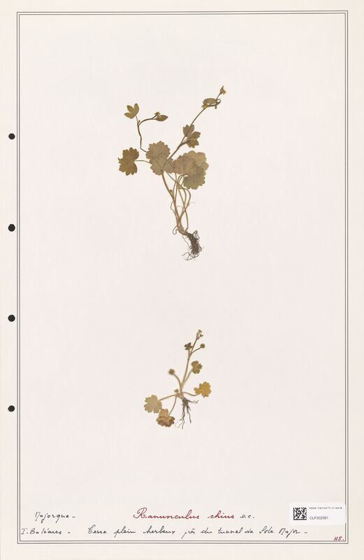 Ranunculus chius  (Ranunculaceae)