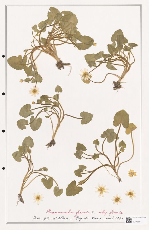 Ranunculus ficaria  (Ranunculaceae)