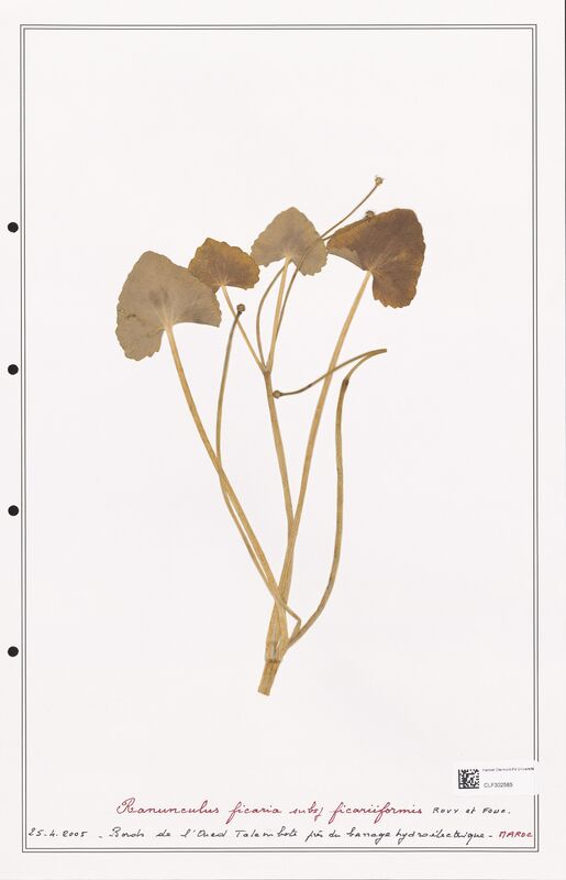 Ranunculus ficaria  (Ranunculaceae)