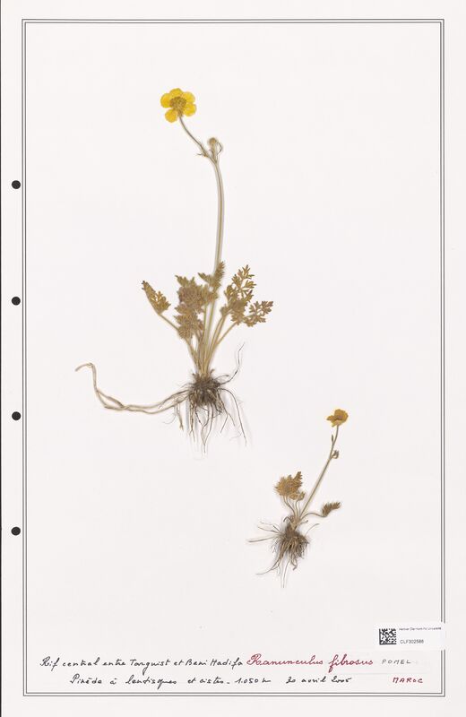 Ranunculus fibrosus  (Ranunculaceae)