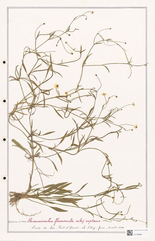 Ranunculus flammula  (Ranunculaceae)
