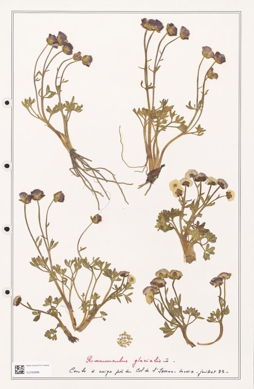 Ranunculus glacialis  (Ranunculaceae)