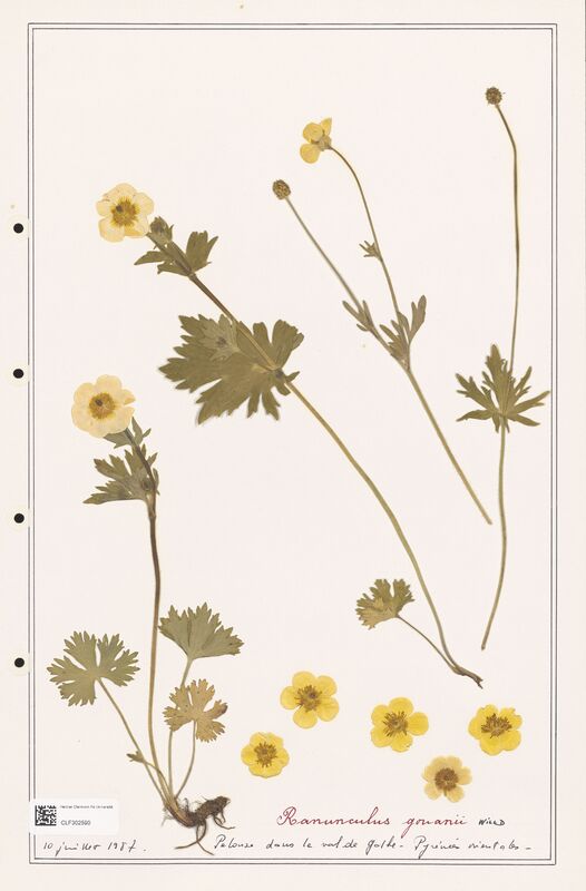 Ranunculus gouanii  (Ranunculaceae)