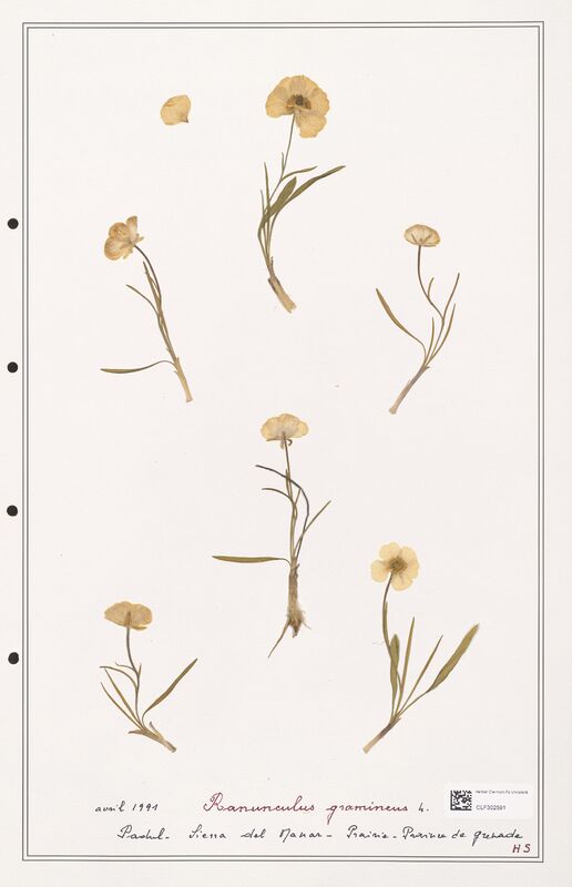 Ranunculus gramineus  (Ranunculaceae)