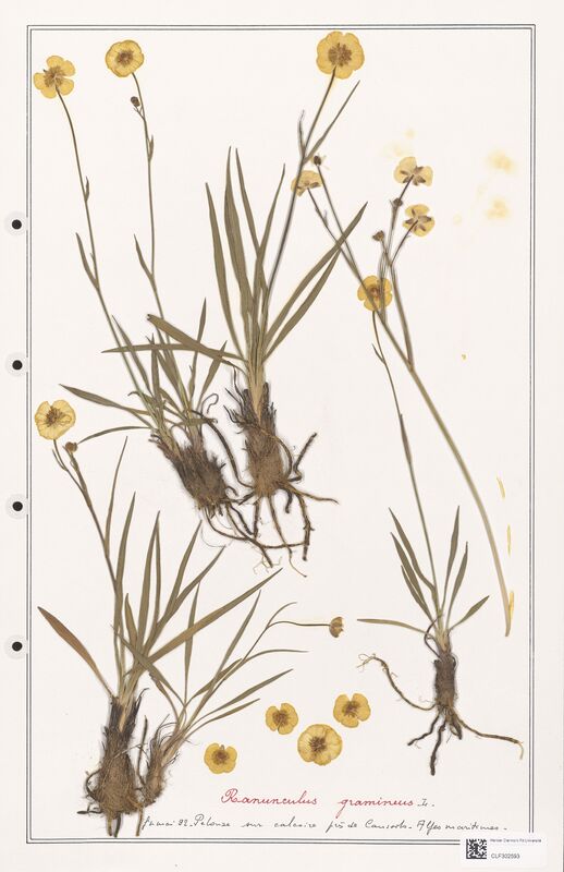 Ranunculus gramineus  (Ranunculaceae)