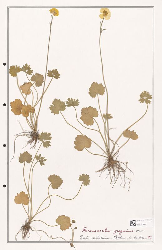 Ranunculus gregarius  (Ranunculaceae)