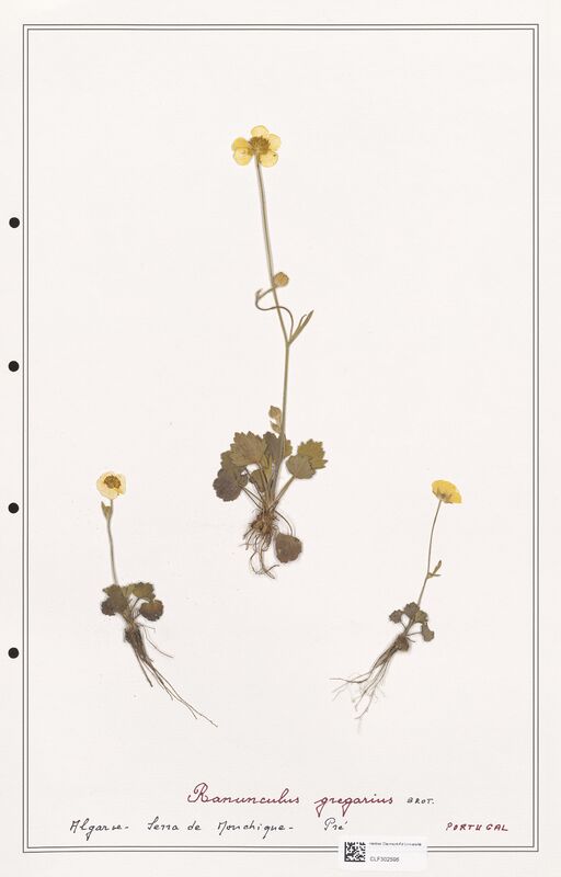 Ranunculus gregarius  (Ranunculaceae)