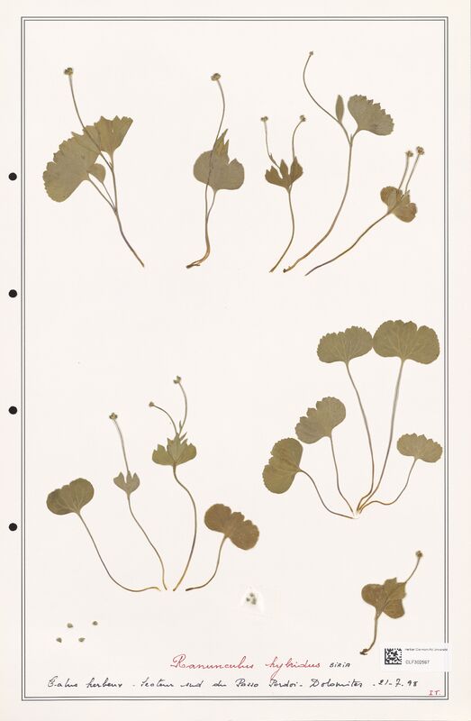 Ranunculus Hybridus  (Ranunculaceae)