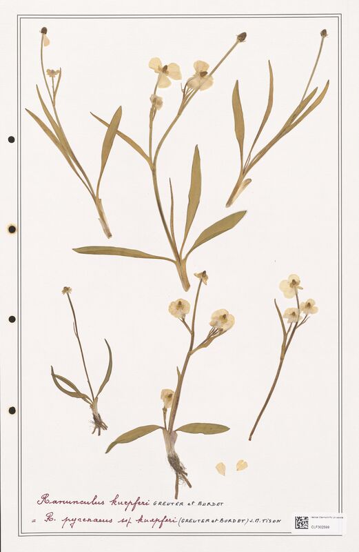 Ranunculus kuepferi  (Ranunculaceae)