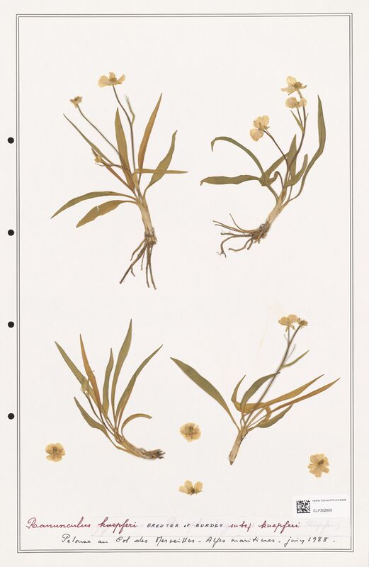 Ranunculus kuepferi  (Ranunculaceae)