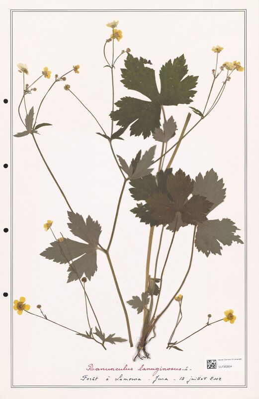 Ranunculus lanuginosus  (Ranunculaceae)