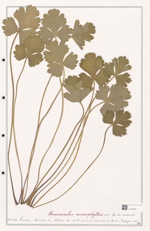 Ranunculus macrophyllus  (Ranunculaceae)