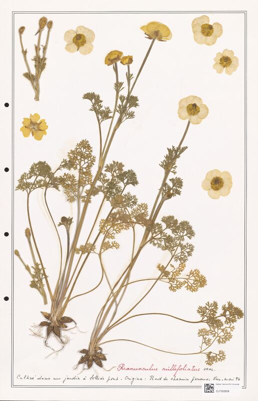Ranunculus millefoliatus  (Ranunculaceae)