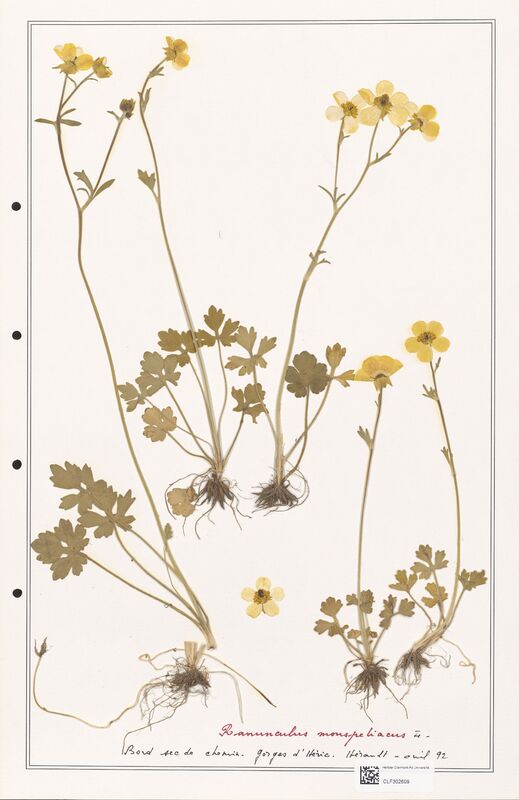 Ranunculus monspeliacus  (Ranunculaceae)