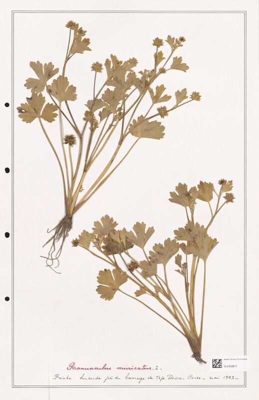 Ranunculus muricatus  (Ranunculaceae)