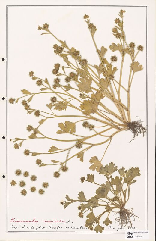 Ranunculus muricatus  (Ranunculaceae)