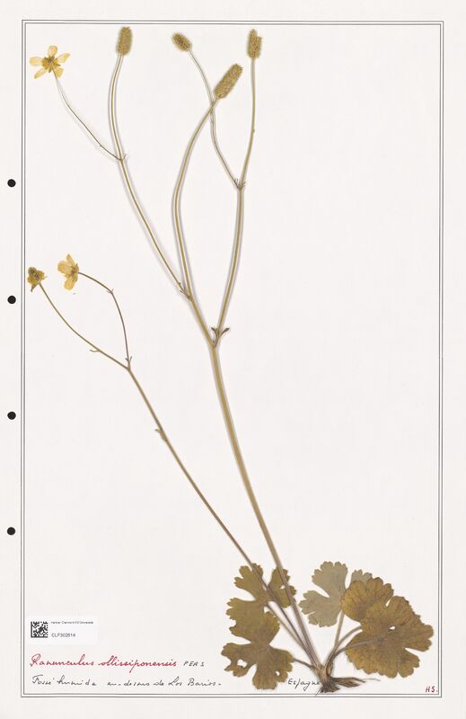 Ranunculus ollissiponensis  (Ranunculaceae)