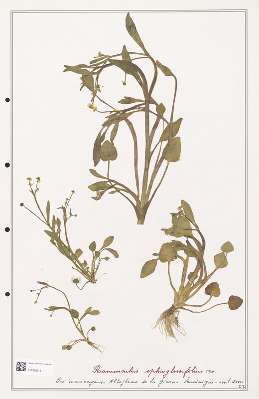 Ranunculus ophioglossifolius  (Ranunculaceae)