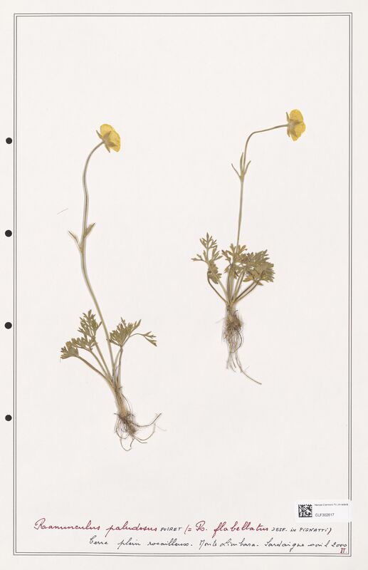 Ranunculus paludosus  (Ranunculaceae)