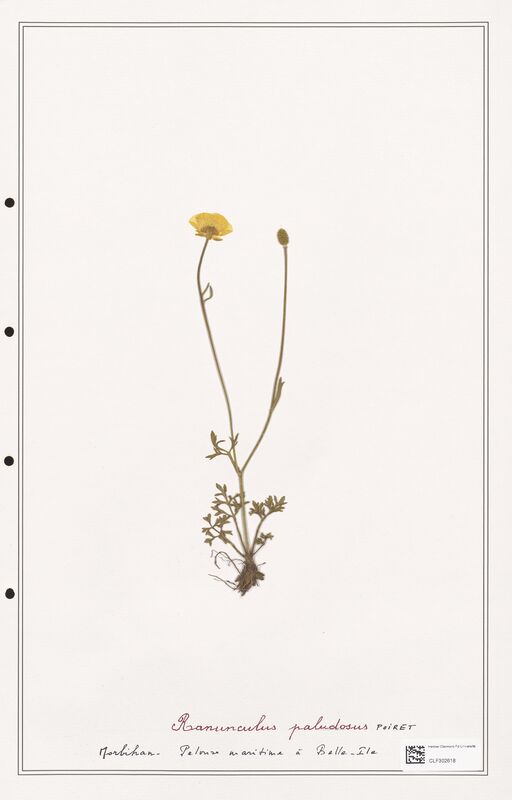 Ranunculus paludosus  (Ranunculaceae)